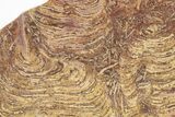 Polished Stromatolite From Russia - Million Years #286387-1